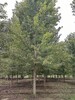 湖州美国红枫树苗,12公分美国红枫出售