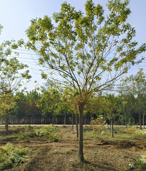 安阳黄金槐种植基地