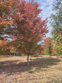 長沙美國紅楓報價,10公分美國紅楓出售