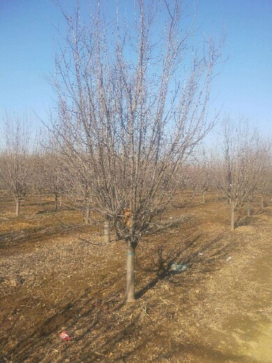 杭州供应绚丽海棠基地,树胸径10cm