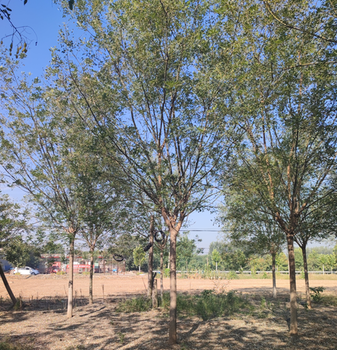 巫山国槐树种植基地