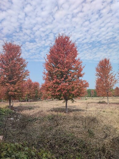 荆门美国红枫基地,20公分美国红枫出售