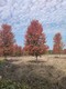 10公分美國(guó)紅楓出售圖