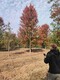 美國紅楓圖