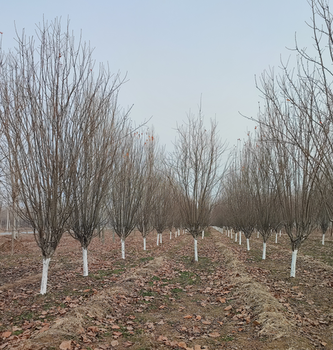亳州供应西府海棠型号,防护树风景树