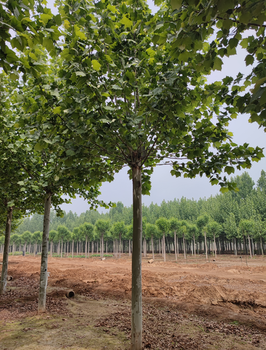 五家渠法桐出售,法桐树种植基地