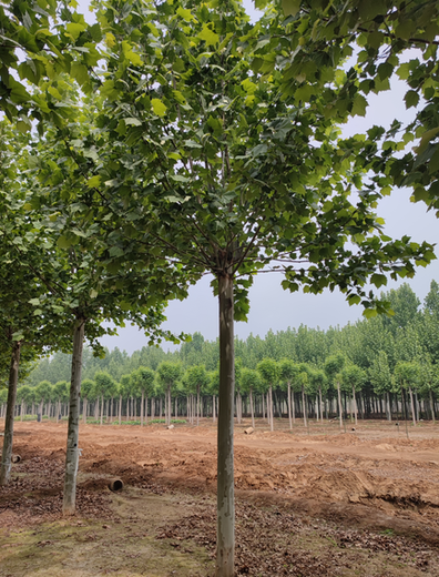 张家界法桐出售,法桐树种植基地