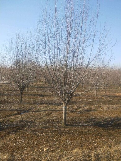 青岛绚丽海棠基地,树胸径10cm