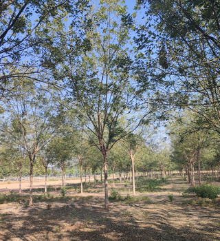 天门国槐树种植基地