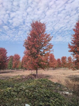 漯河美國紅楓,20公分美國紅楓出售