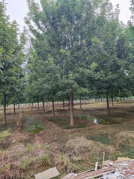 天水白蠟樹苗,15公分白蠟
