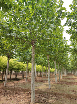 阿拉善盟法桐,法桐树种植基地
