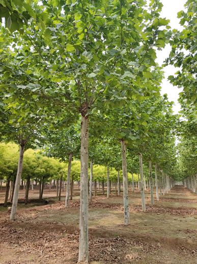 永州法桐价格,法桐树种植基地