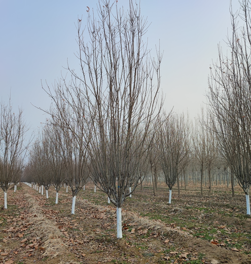 忻州西府海棠基地,4公分八棱海棠树