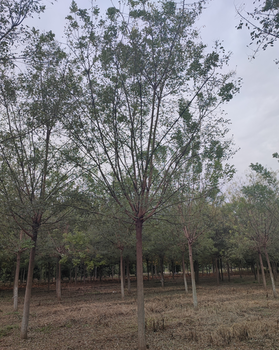 天门国槐树种植基地