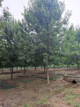 天水白蠟樹苗,15公分白蠟