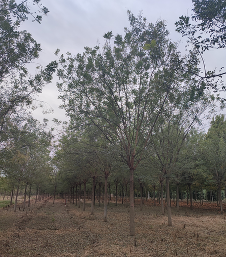 湘西国槐树种植基地