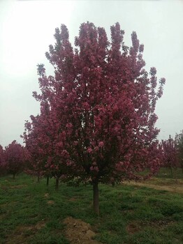 酒泉供应绚丽海棠树苗,树胸径10cm