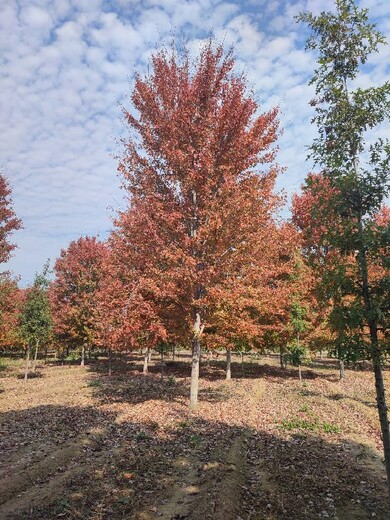 淮北美國紅楓,18公分美國紅楓出售
