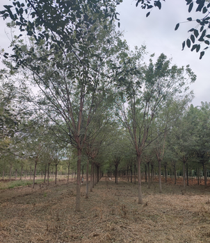 天门国槐树种植基地