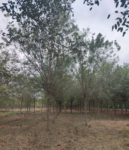果洛国槐树种植基地