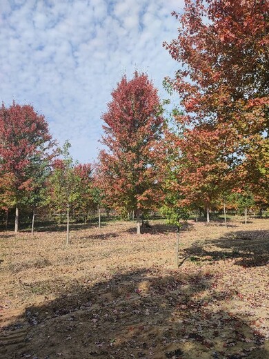 吐鲁番供应美国红枫基地,18公分美国红枫出售