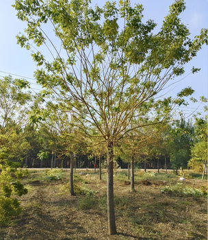 普洱黄金槐种植基地