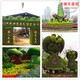 兴县广场车站路边植物绿雕新款图片图