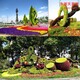 溧水区广场车站路边植物绿雕图片展示图