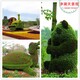 故城县广场车站路边植物绿雕图片展示图