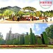 丰南区2024春节绿雕花篮图片