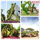 佛甲草植物綠雕圖
