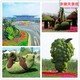 南皮县广场车站路边植物绿雕图片展示图