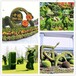 吉安县佛甲草植物绿雕图片