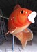 咸宁玻璃钢鲤鱼雕塑制作,动物鲤鱼雕塑
