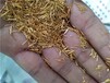 深圳坪山新區(qū)高價(jià)鍍金電子廢料回收,收購(gòu)鍍金鍍銀廢料