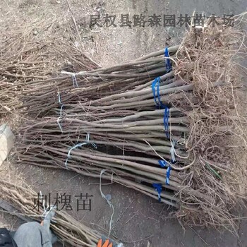 鹽城刺槐苗木基地