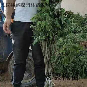 紹興紫穗槐苗基地