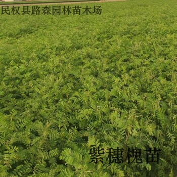 東營紫穗槐苗價格