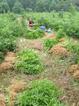 江苏无患子小苗基地