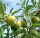 酒泉花卉苗圃园林价值评估果园果树价值评估