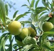 钦州果园果树资产评估经营收益评估