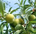 广东花卉苗圃资产评估多少钱果园果树价值评估图片