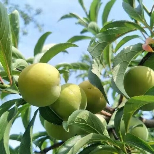 河北果树价格评估标准柑橘价格评估