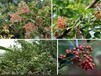 黑龙江果树价格评估标准丹桂盆景价格评估