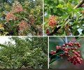 彭州果園果樹資產評估經營收益評估