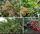 山西果树价格评估标准丹桂盆景价格评估图片