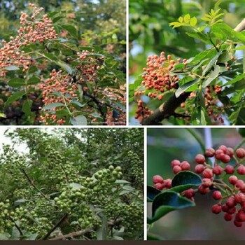 湖北森林花卉苗圃资产评估评估果园果树价值评估
