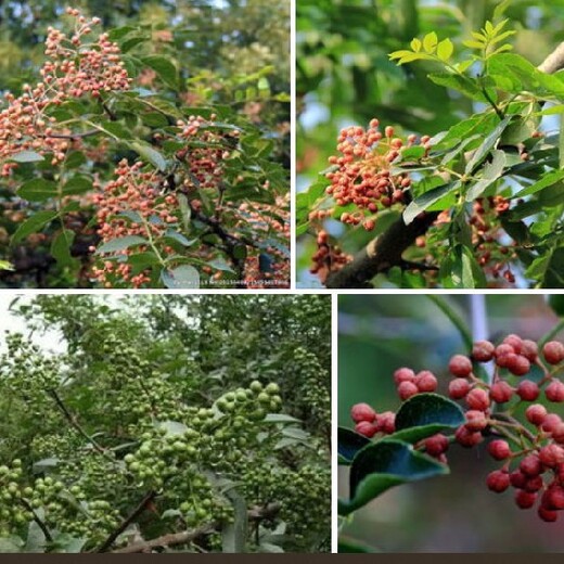 吉林花卉苗圃资产评估标准果园果树价值评估