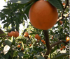 郴州果园果树资产评估经营收益评估图片